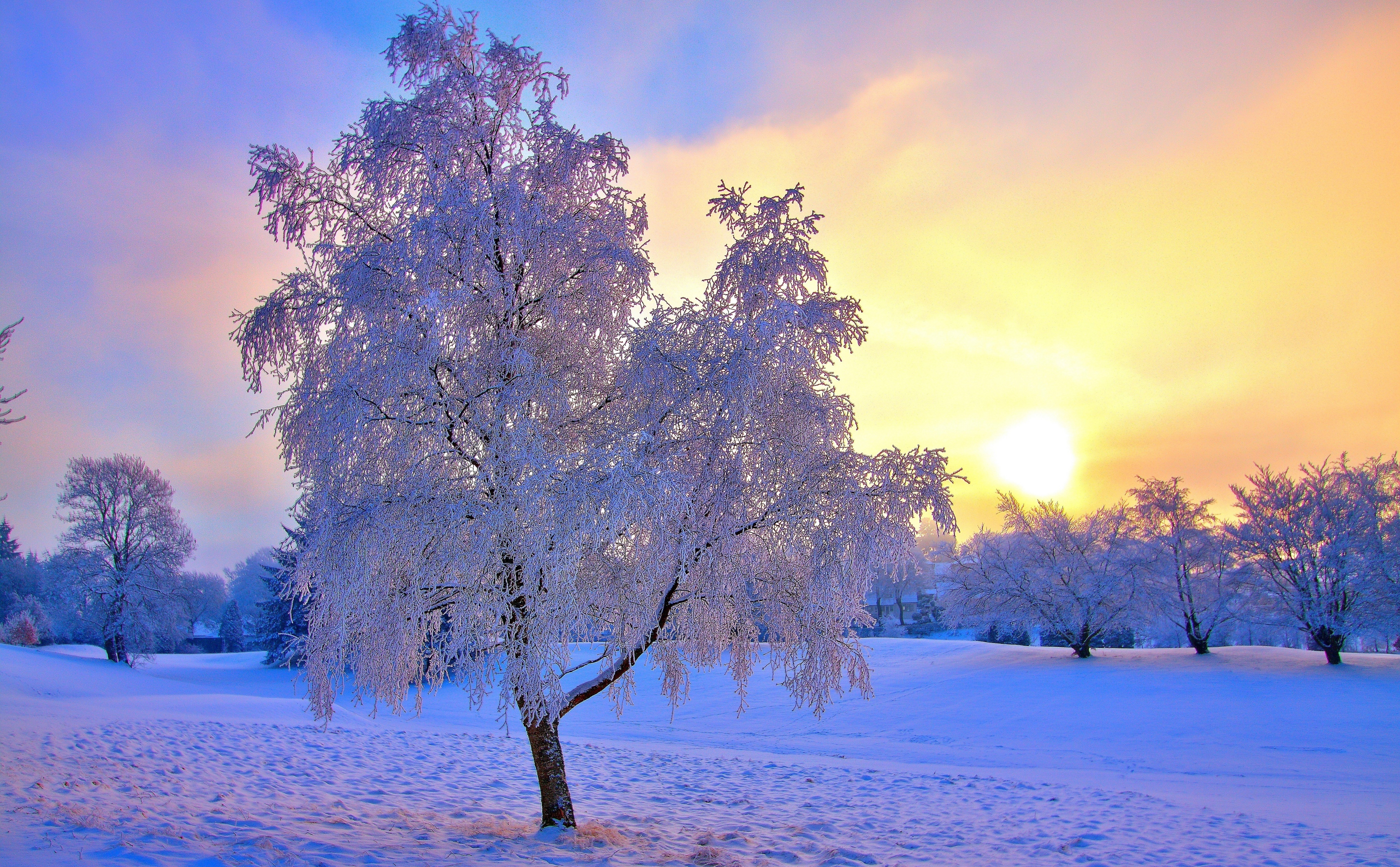 зима снег деревья winter snow trees скачать